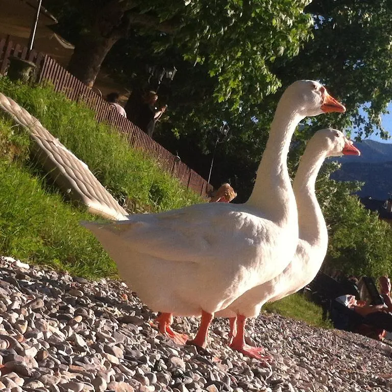 B&B Le Ortensie -Lago Di Como Lierna 0*,